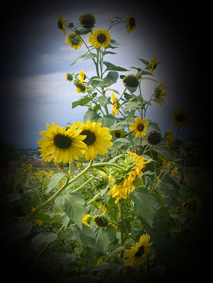 Sunflower Version 3