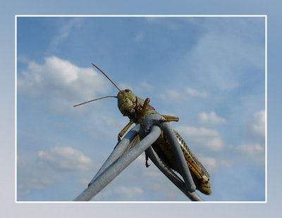 Grasshopper Version 1