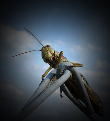 Grasshopper Version 2