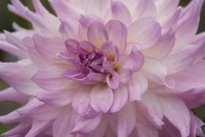 Dahlia Original