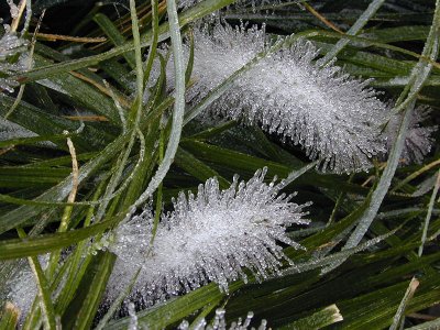 Ice Grass