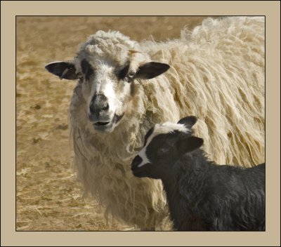 Sheep Version 1