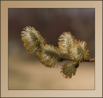 Pussy Willow Version 2