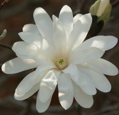 Magnolia Origiinal