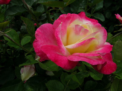 Washington Park Rose