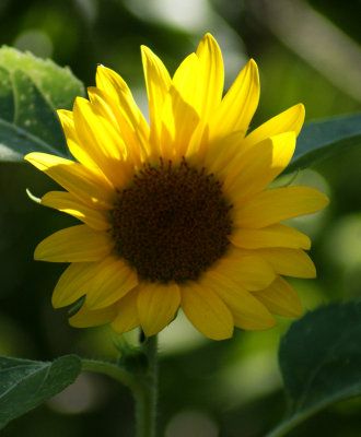 Sunflower Original