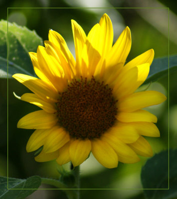 Sunflower Version 1