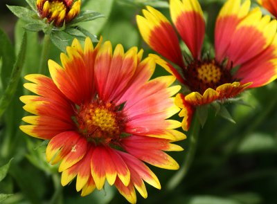 Blanket Flower  original