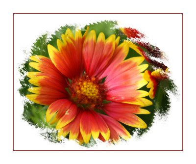 Blanket Flower Version 2