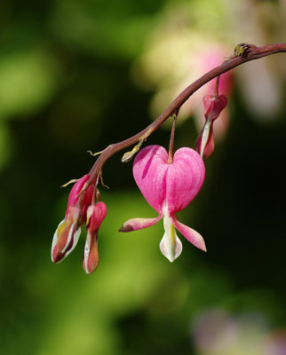 Bleeding Heart Original