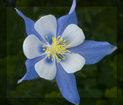 Colorado Columbine