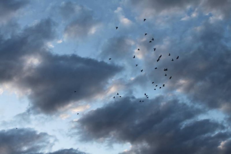 Birds