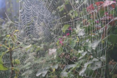 Spiders web