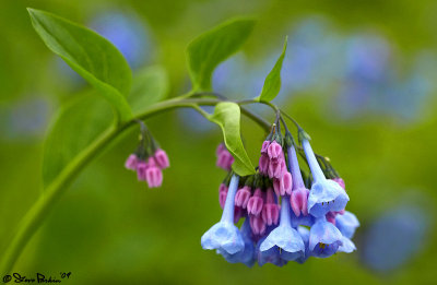 Virginia Bluebells