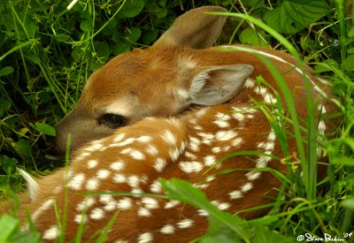 Hiding Fawn