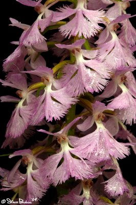 Small Purple Fringed Orchid Close Up (Rain)