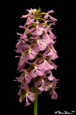 Small Purple Fringed Orchid Rain