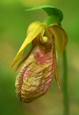 Fading Pink Lady's Slipper