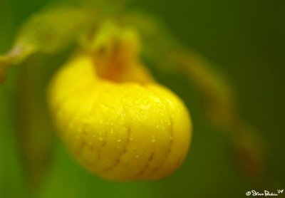 Foggy Large Yellow Lady's Slipper