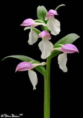 Showy Orchis.jpg