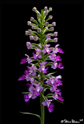 Bi-Colored Shrivers Frilly Orchid