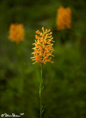 Orange Fringed Orchids