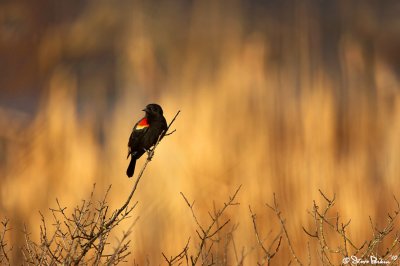 Blackbird in Sunset Marsh