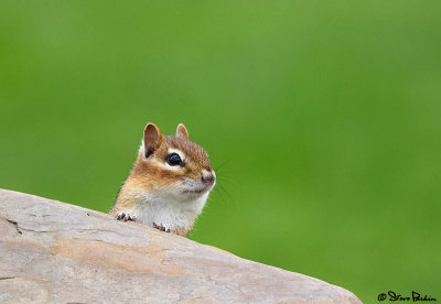 Peeking Chipmunk