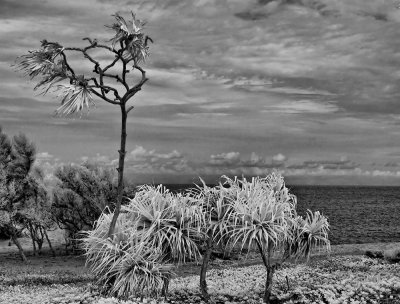 bizarre-treescape2-upload.jpg