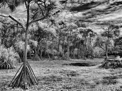 bizarre-treescape-1-upload.jpg
