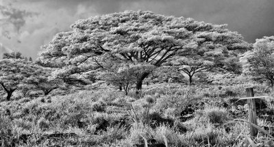 bizarre-treescape-pano-upload.jpg