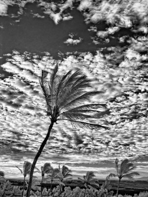 palmscape2-upload.jpg