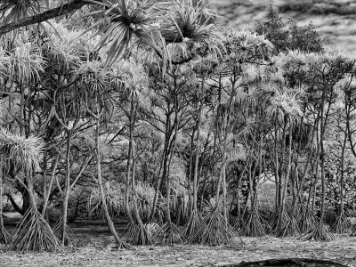 prehistoric-treescape1upload.jpg