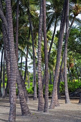 palm-trunks-HDR-upload.jpg