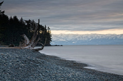 fallen-tree-1upload.jpg