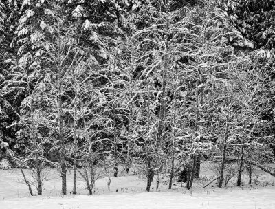 Snowy-trees-uploa.jpg