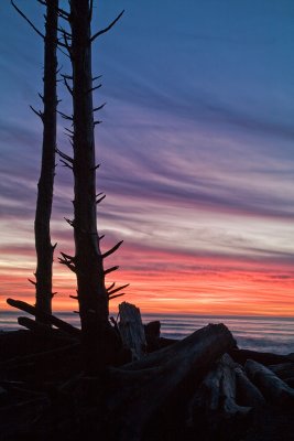 snags-at-sunset-1-upload.jpg