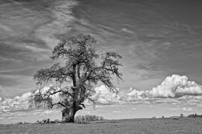 Table-Mountain-oak-1-BW-high-structure-upload.jpg