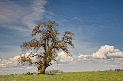 Table-Mountain-oak-1-upload.jpg