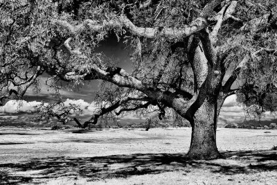 Table-Mtn-IR-4-upload.jpg