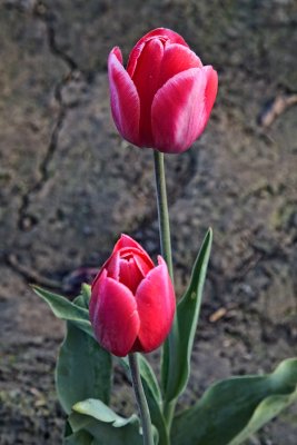 tulips_sakgit_county_2009
