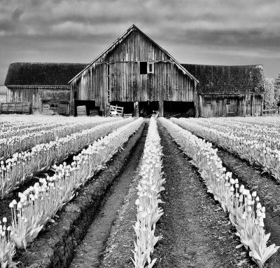 Tulip-barn-IR-1-upload.jpg