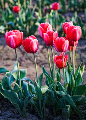 tulip-bokeh-1-upload.jpg