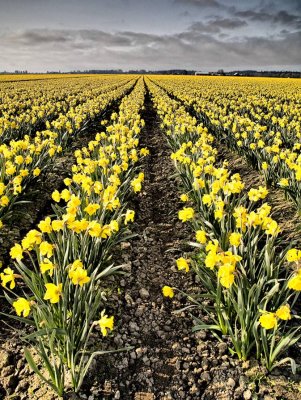 field-of-Daffodils-upload.jpg