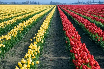 split-colors-upload.jpg