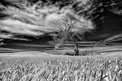 Palouse-snag-IR-tone-upload.jpg