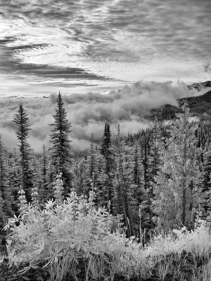 Hurricane-Ridge-IR-2-upload.jpg
