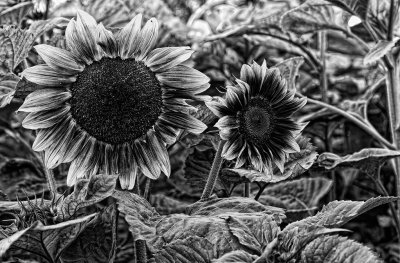 Sunflowers-1-BW-upload.jpg