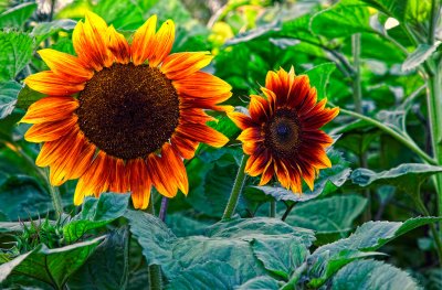 Sunflowers-1-upload.jpg