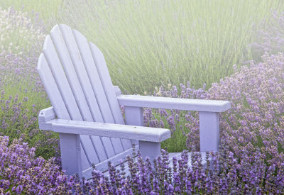 chair-in-the-lavender-1-and-fog-upload.jpg